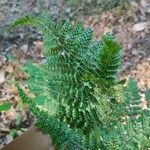 Dryopteris dilatata Inny