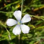 Linum bienne Flower