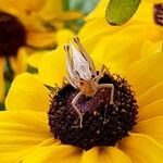 Rudbeckia triloba Kwiat