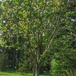 Crataegus mollis Hábitos