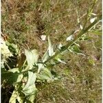 Verbascum lychnitis Anders