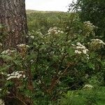 Olearia macrodonta 花