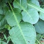 Rumex pulcher Leaf