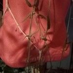 Ceropegia linearis Φύλλο