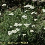 Achillea chamaemelifolia عادت داشتن