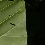 Pentagonia wendlandii Hoja