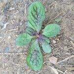 Hieracium venosum Leaf