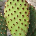 Opuntia rufida Blad