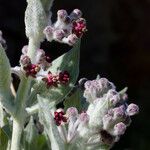 Asclepias californica Virág