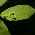 Hasseltiopsis dioica List