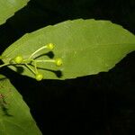 Hasseltiopsis dioica Hoja