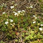 Sedum hirsutum अन्य