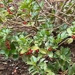 Ilex meserveae Frucht