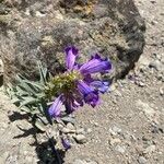 Penstemon speciosus Virág