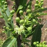 Boscia mossambicensis Blüte