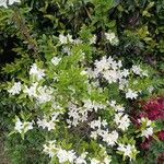 Rhododendron arborescens Deilen