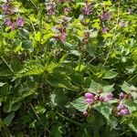 Lamium maculatum Natur