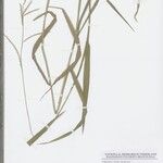 Urochloa subquadripara Hostoa