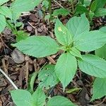 Impatiens parviflora Habit