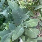 Salvia canariensis List