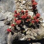 Sedum atratum Habit