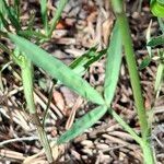 Trifolium angustifolium Likasa