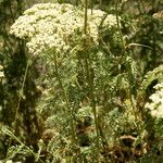 Achillea crithmifolia Агульны выгляд