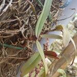 Rhipidoglossum rutilum Leaf