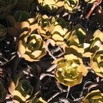 Aeonium lancerottense Λουλούδι