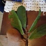 Theobroma grandiflorum Fruto