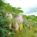 Calliandra houstoniana Blüte