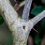 Berberis gagnepainii Bark