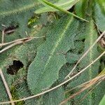 Scorzoneroides autumnalis Folha
