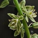 Albuca virens Blomst