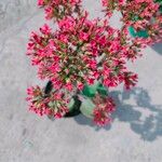 Kalanchoe crenata (Andrews) Haw.Flower