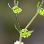 Trichostema lanatum Fruto