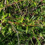 Persicaria hydropiper पत्ता