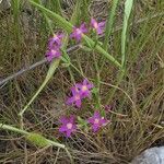 Centaurium pulchellum Plante entière