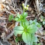 Galium rotundifolium Φύλλο