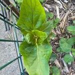 Mirabilis longiflora Blad