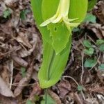 Uvularia perfoliata Λουλούδι