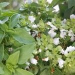 Ocimum basilicumFlower