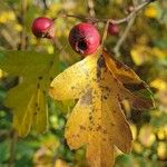 Crataegus monogyna Blatt