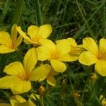 Linum flavum 花