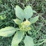 Amaranthus retroflexusLorea