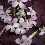 Oxalis triangularis Blüte