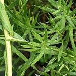 Artemisia dracunculus Blad