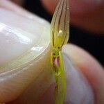 Specklinia microphylla Altul/Alta