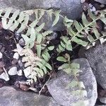 Woodsia polystichoides ഇല
