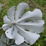 Cecropia peltata পাতা